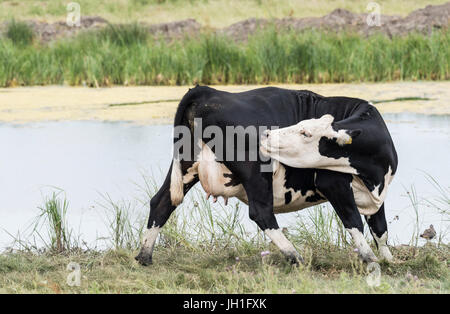 Eine Kuh leckt sich Stockfoto