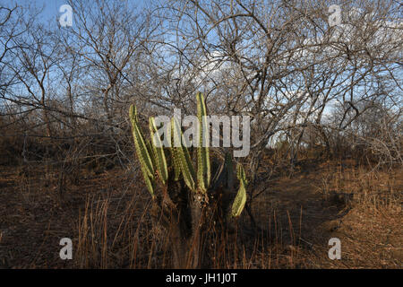 Mandacaru, (Cereus Jamacaru), 2017, Caatinga, Boa Vista, Paraíba, Brasilien Stockfoto