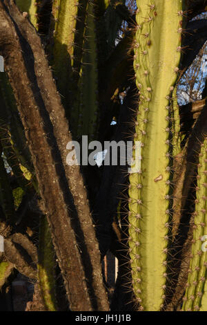 Mandacaru, (Cereus Jamacaru), 2017, Caatinga, Boa Vista, Paraíba, Brasilien Stockfoto