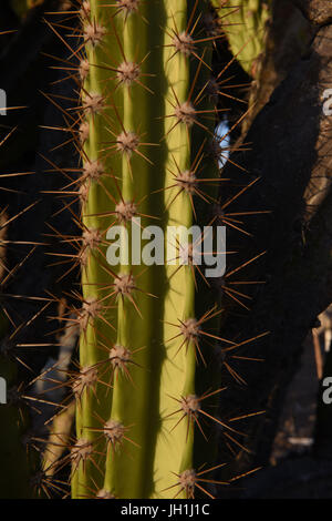 Mandacaru, (Cereus Jamacaru), 2017, Boa Vista, Paraíba, Brasilien Stockfoto