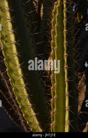 Mandacaru, (Cereus Jamacaru), 2017, Caatinga, Boa Vista, Paraíba, Brasilien Stockfoto