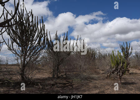 Kaktus, Mandacaru, trockene Bäume, 2017, Caatinga, Boa Vista, Paraíba, Brasilien Stockfoto