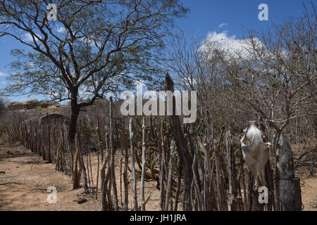 Zaun, Pferd Kopf Skelett. Trockene Bäume, 2017, Caatinga, Boa Vista, Paraíba, Brasilien Stockfoto
