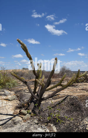 Kaktus Xiquexique, Stein, 2017, Caatinga, Boa Vista, Paraíba, Brasilien Stockfoto