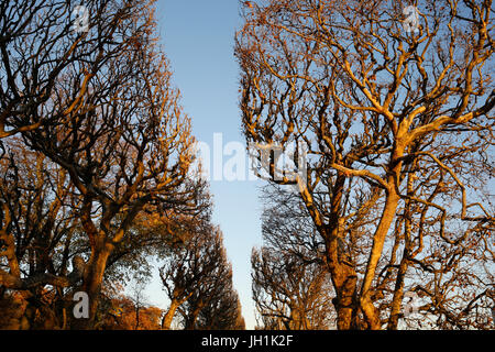 Bäume im Jardin des Plantes, Paris. Frankreich. Stockfoto