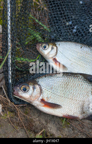 Nahaufnahme der soeben aus dem Wasser zwei Süßwasser Güster oder silberne Fische bekannt als Blicca Bjoerkna auf schwarzen Fischernetz. Natürliche compositio Stockfoto