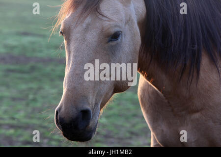 Pferd in einem Feld. Frankreich. Stockfoto
