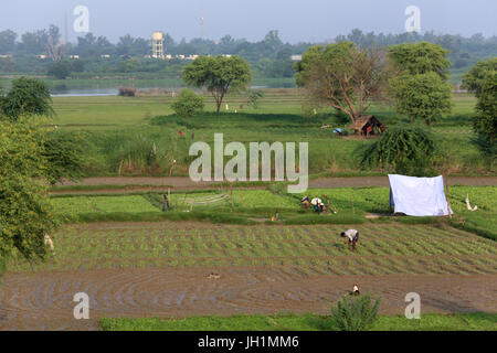 Gemüseanbau in Rawal, Uttar Pradesh. Indien. Stockfoto