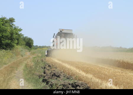 Mähdrescher in den Staub schneiden Mais. Stockfoto