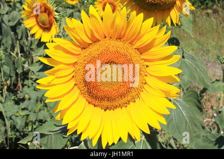 Eine Nahaufnahme von einem gelben Sonnenblumen Kopf vollständig geöffnet Stockfoto