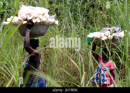 Frauen, die die Platte mit Maniok auf Kopf. Togo. Stockfoto