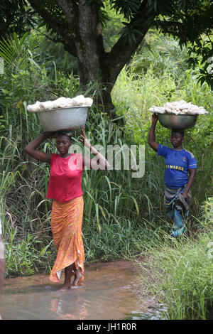 Frauen, die die Platte mit Maniok auf Kopf. Togo. Stockfoto