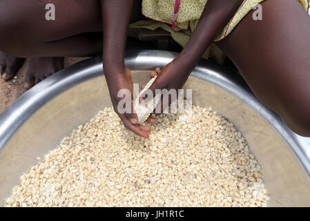 Afrika. Landarbeiter. Hände Mais Dreschen. Togo. Stockfoto