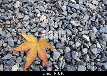 Ahorn, Herbst, gelbe verlassen liegen auf unpolierten natürlicher Stein Stockfoto