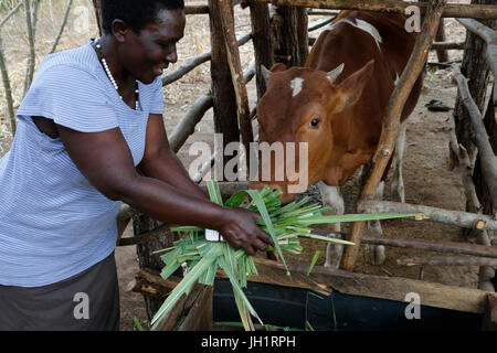 Mary Birunga profitiert das Kolpingwerk in Uganda Uganda Färse Programm. Stockfoto
