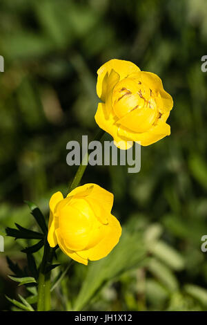 Trollblume (Trollblume Europaeus) auf der Wiese in Polen Stockfoto