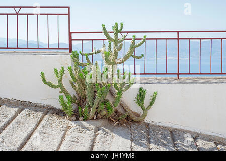 bauhaus kentia palme Kentia Palme Ø 19 cm – Elegante Zimmerpalme mit 80 cm Höhe