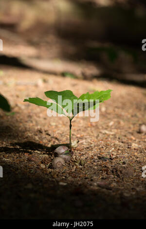 Beginn eines jungen Waldes: Ein gemeiner Eichenkeimling von einer Eichel auf dem Waldboden, der im Frühjahr von der Sonne beleuchtet wird. Stockfoto