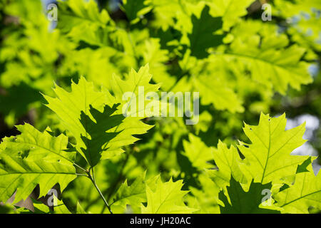 Natürliche Muster des Waldes: Junge grüne Nördliche Rote Eiche - Quercus rubra - Blätter, die im Frühling von der Sonne beleuchtet werden. Stockfoto