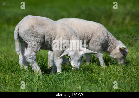 Zwei süße junge Lämmer, die auf grüner Wiese grasen. Stockfoto
