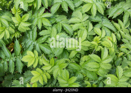 Gemeinsamen Agrimony, Kirchtürme oder Sticklewort von oben. Stockfoto