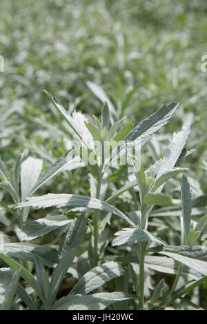 Silber Wermut, Western Beifuß, Louisiana Wermut, Weißer Salbei Bürste, und Grauen sagewort - Artemisia ludoviciana. Stockfoto