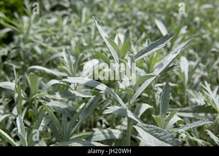 Silber Wermut, Western Beifuß, Louisiana Wermut, Weißer Salbei Bürste, und Grauen sagewort - Artemisia ludoviciana. Stockfoto