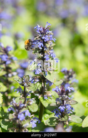 Eine Hummel auf ein Signalhorn, blaue Signalhorn, Bugleherb, Bugleweed, Carpetweed, Teppich Bugleweed oder gemeinsame Bugle - Ajuga reptans Stockfoto