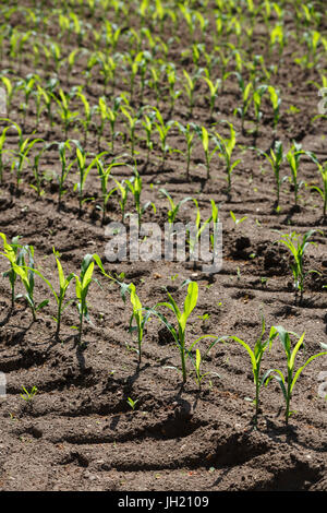 Junge Korn oder Mais Pflanzen in parallelen Reihen in einem gepflegten landwirtschaftlichen Bereich. Stockfoto