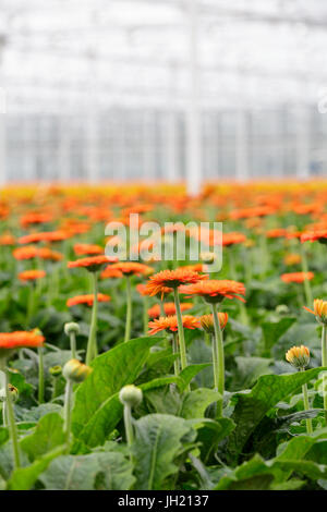 MOERKAPELLE, Niederlande, 5. Juni 2017: Orange Transvaal Gänseblümchen oder Gerbera zuhause wachsen in einer großen modernen grünes Haus. Stockfoto