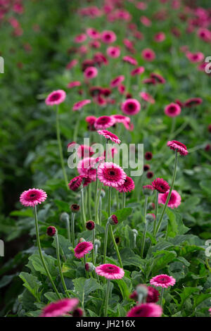 MOERKAPELLE, Niederlande, 5. Juni 2017: Bunte Transvaal Gänseblümchen oder Gerbera zuhause wachsen in einer großen modernen grünes Haus. Stockfoto
