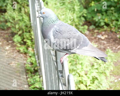 Taube auf einem Zaun Stockfoto