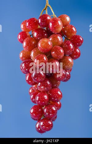 Reihe von Reife frische Trauben. Studio-Shooting. Stockfoto