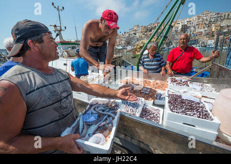 Entladen frisch Fisch verkauft am Kai im Hafen Sciacca in Southerm Sizilien, Italien. Stockfoto