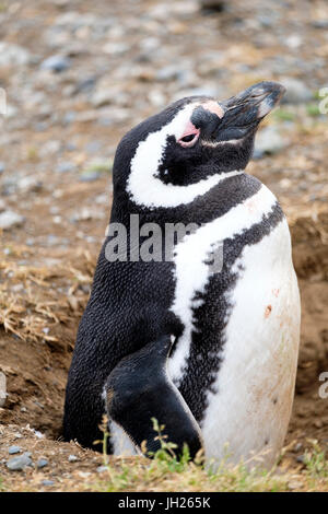 Magellan-Pinguin (Spheniscus Magellanicus) in seiner Verschachtelung Burrow, Patagonien, Chile, Südamerika Stockfoto