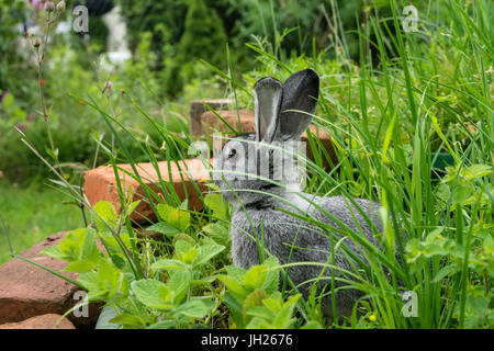 Ein grauer Hase sitzt in einem Kräuter-Bett Stockfoto