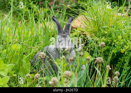 Ein grauer Hase sitzt in einem Kräuter-Bett Stockfoto
