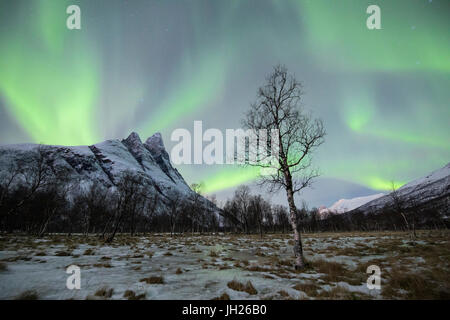 Die schneebedeckten Gipfel Otertinden unter das Nordlicht in der Polarnacht Oteren, Lyngen Alpen, Troms, Norwegen Stockfoto