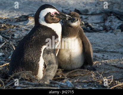 Afrikanische Pinguine (Jackass Pinguine) (Spheniscus Demersus), Boulders Beach, Kap der guten Hoffnung, Südafrika, Afrika Stockfoto