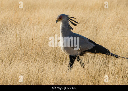 Vogel der Sekretär (Sagittarius Serpentarius), Kalahari Transfrontier Park, Südafrika, Afrika Stockfoto