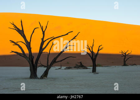Deadvlei, trocknen ein altes See in der Namib-Wüste, Namibia, Afrika Stockfoto