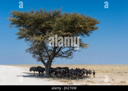 Gnus unter einer Akazie in den Etosha Nationalpark, Namibia, Afrika Stockfoto