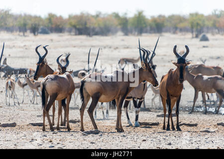 Etosha Nationalpark, Namibia, Afrika Stockfoto