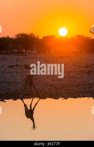 Giraffe spiegelt sich im Wasser ein Wasserloch, Okaukuejo Rest Camp, Etosha Nationalpark, Namibia, Afrika Stockfoto