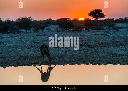 Giraffe spiegelt sich im Wasser ein Wasserloch, Okaukuejo Rest Camp, Etosha Nationalpark, Namibia, Afrika Stockfoto