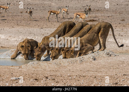 Löwen (Panthera Leo) an einer Wasserstelle in der Etosha Nationalpark, Namibia, Afrika Stockfoto