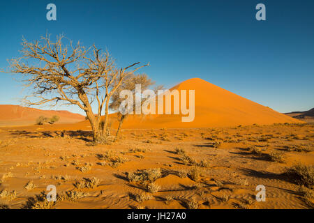 Akazie vor der riesigen Sanddüne 45, Sossusvlei, Namib-Naukluft-Nationalpark, Namibia, Afrika Stockfoto