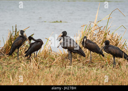 Afrikanische Open-billed Stork (afrikanische Openbill) (Openbill Storch) (Aanastomus Lamelligerus), Uganda, Afrika Stockfoto