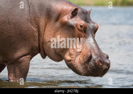 Flusspferd (Hippopotamus Amphibius), Uganda, Afrika Stockfoto