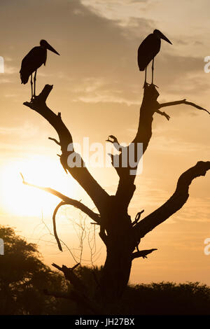 Marabou Storch (Leptoptilos Crumenifer), Uganda, Afrika Stockfoto